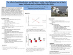 The effect of nutritional stress and life history on the rate of telomere loss in black-legged kittiwake and red-legged kittiwake chicks by Lara Johnson
