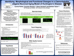 Identifying Morphological and Functional Changes in a Caenorhabditis elegans Neuronal Aging Model of Huntington’s Disease by Cyrena Parker