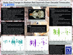 Body Size Change in Alaskan Red Squirrels Over Decadal Timescales by Catherine E. Rubin