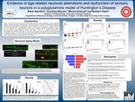 Evidence of age-related neuronal aberrations and dysfunction of sensory neurons in a polyglutamine model of Huntington's Disease by Elena Vayndorf