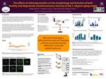The effects of silencing insulins on the morphology and function of both healthy and degenerate mechanosensory neurons in the C. elegans aging model by Skyler Hunter and Heather Currey