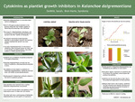 Cytokinins as plantlet growth inhibitors in Kalanchoe daigremontiana by Sarah DeWitt