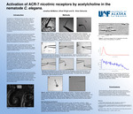 Activation of ACR-7 nicotinic receptors by acetylcholine in the nematode C. elegans. by Jonathan McMahon and Alfred Wright
