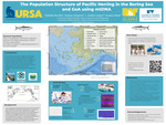 The Population Structure of Pacific Herring in the Bering Sea and Gulf of Alaska using mtDNA by Isabelle Nicolier, Sydney Almgren, and Jessica Glass