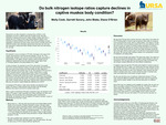 Do bulk nitrogen isotope ratios capture declines in captive muskox body condition? by Molly Cook and Garrett Savory