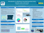 Microplastics in subsistence harvested bowhead whale stomach, colon, and muscle by Irene (Queenie) Turner