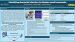 Identifying bacterial infection in Alaskan small mammals by Dorothy Sherer