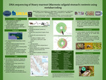 DNA sequencing of Hoary Marmot (M. caligata) stomach contents through metabarcoding by Danny Casner and Monica Casner